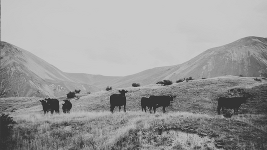 Rewilding Cattle Pastures: A Natural Climate Solution With Big Impact